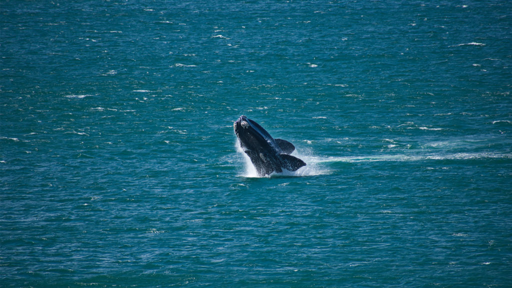The annual Hermanus Whale Festival is a celebration to the return of the southern right whales to the coastal waters of Southern Africa.